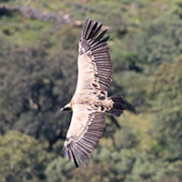 Vale gier - Extremadura